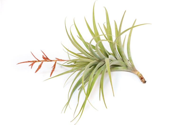 AirPlantSupply Tillandsia Latifolia Air Plant - Thumbnail 5