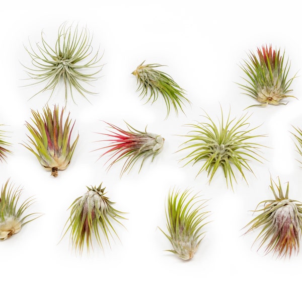 12 Air Plants Wholesale - Ionantha Guatemala Air Plant - Set of 12 Air Plants - Fast FREE Shipping - 30 Day Guarantee - Air Plants Bulk