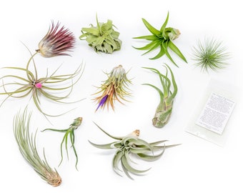 10 Pack - Air Plant Grab Bag - Set of 10 Small and Medium Plants + Fertilizer - Fast FREE Shipping - 30 Day Guarantee - Air Plants for Sale