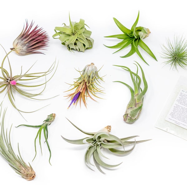 10 Pack - Air Plant Grab Bag - Set of 10 Small and Medium Plants + Fertilizer - Fast FREE Shipping - 30 Day Guarantee - Air Plants for Sale