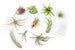 10 Pack - Air Plant Grab Bag - Set of 10 Small and Medium Plants + Fertilizer - Fast FREE Shipping - 30 Day Guarantee - Air Plants for Sale 