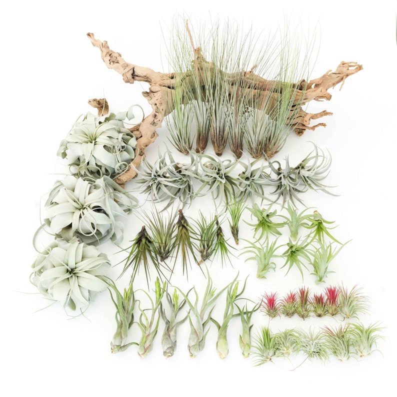 48 Air Plants Wholesale Reseller Pack Set of 33 Large Etsy