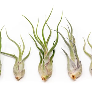 5 Pack Large Tillandsia Caput Medusae Air Plants - 6 to 8 Inches - Fast FREE Shipping - 30 Day Guarantee