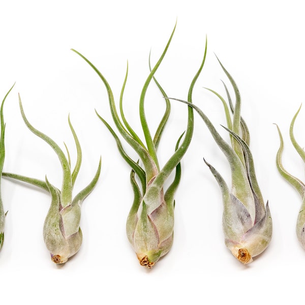 5 Pack Large Tillandsia Caput Medusae Air Plants - 6 to 8 Inches - Fast FREE Shipping - 30 Day Guarantee