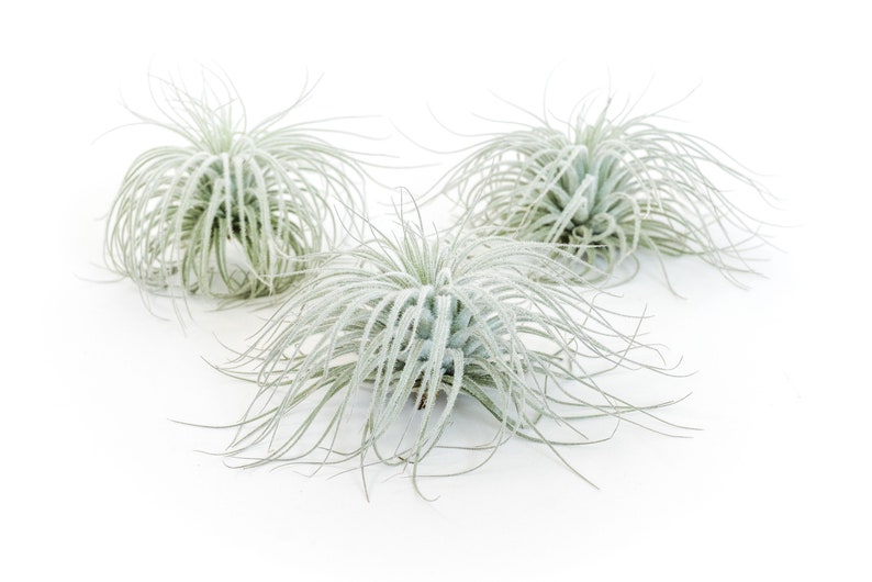 AirPlantSupply Tillandsia Tectorum Air Plant - Thumbnail 2