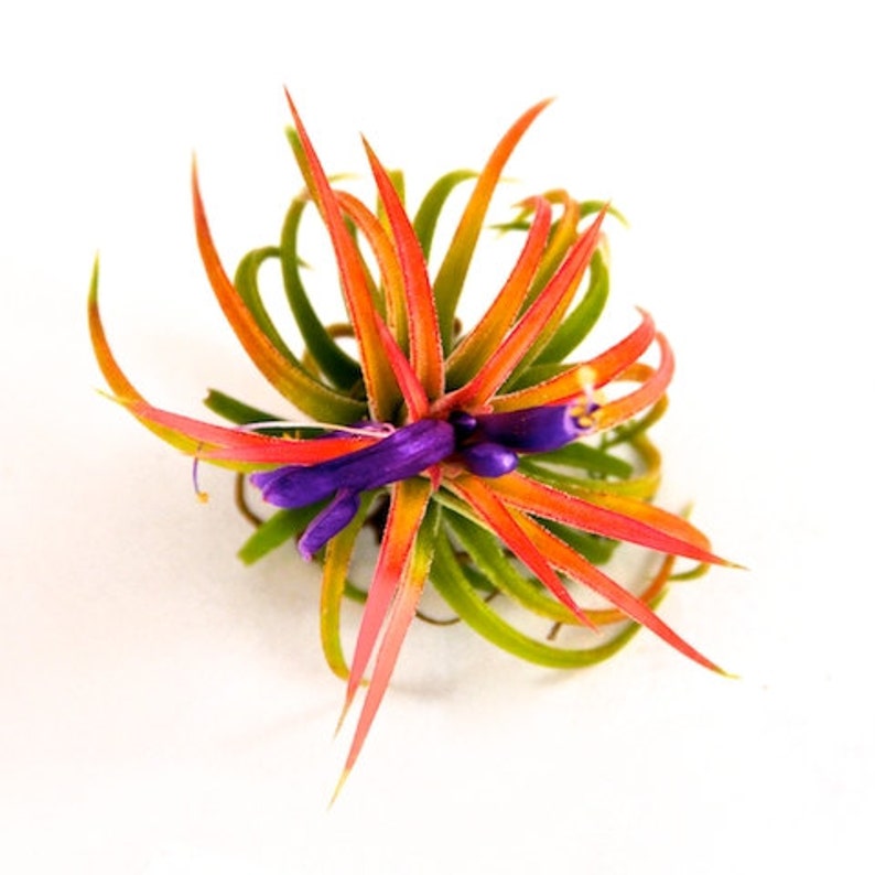 30 Day Guarantee Air Plants Wholesale 50 or 100 75 Packs of 25 Fast FREE Shipping Ionantha Mexican Air Plants Bulk
