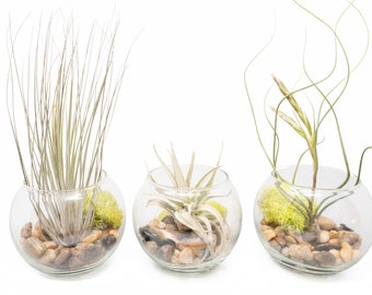 Bubble Bowl Trio with Air Plant, Rocks and Moss - Sphaerocephala, Juncea & Butzii - Fast FREE Shipping - 30 Day Guarantee - Terrarium