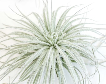 Jumbo Tillandsia Tectorum Ecuador Air Plant  - Fast FREE Shipping - 30 Day Guarantee