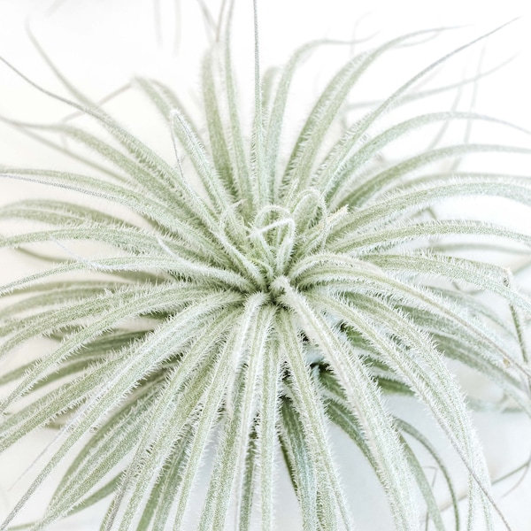 Jumbo Tillandsia Tectorum Ecuador Air Plant  - Fast FREE Shipping - 30 Day Guarantee
