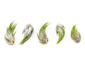 5 Pack Tillandsia Ionantha Scaposa Air Plants - Fast FREE Shipping - 30 Day Guarantee