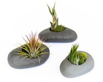 12 Wholesale Gray Ceramic Stone Air Plant Holders with Assorted Tillandsia Air Plants - Fast FREE Shipping - 30 Day Guarantee