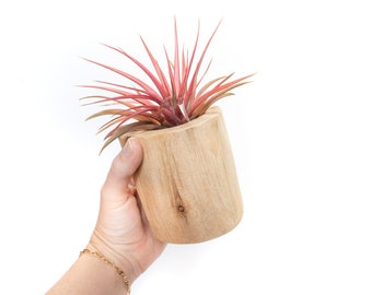 Driftwood Container - Natural Wood Holder with Custom Tillandsia Air Plant - 30 Day Guarantee