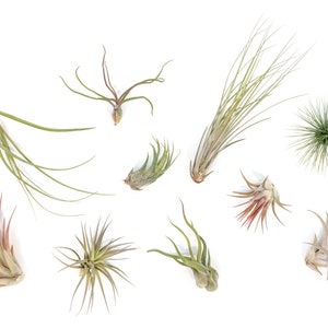 Packs of 25, 50, 75, or 100 - Air Plants Wholesale - Air Plant Grab Bag - Fast FREE Shipping - 30 Day Guarantee - Air Plants Bulk