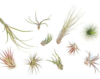 Packs of 25, 50, 75, or 100 - Air Plants Wholesale - Air Plant Grab Bag - Fast FREE Shipping - 30 Day Guarantee - Air Plants Bulk