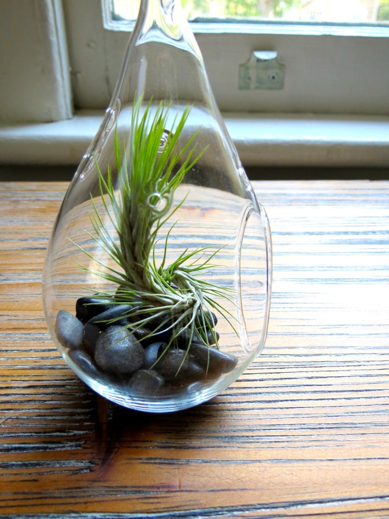 Fast FREE Shipping Set of 3 Funky Teardrop Designs 30 Day Guarantee Hanging Air Plant Terrariums Air Plants for Sale