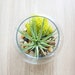 Glass Terrarium with Air Plants - Large Ionantha Rubra - Gorgeous Blooms - Fast FREE Shipping - 30 Day Guarantee - Air Plant Terrarium 