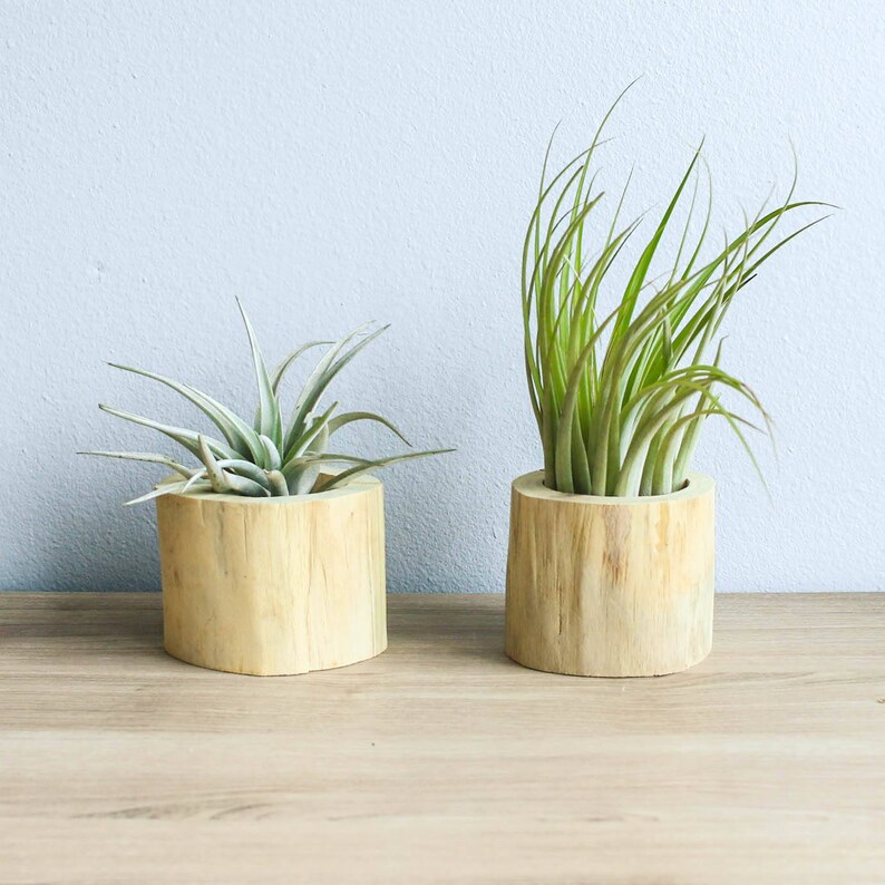 Set of 2 Driftwood Air Plant Containers With Custom Air Plants Etsy