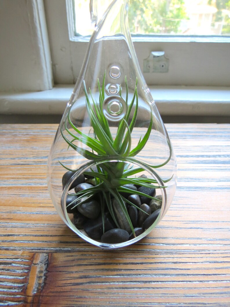 Fast FREE Shipping Set of 3 Funky Teardrop Designs 30 Day Guarantee Hanging Air Plant Terrariums Air Plants for Sale