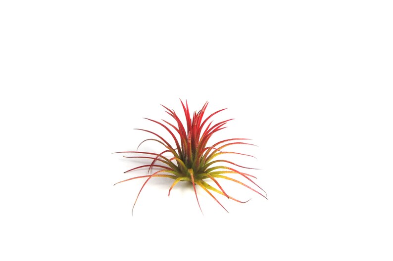 Air Plant Air Plant Grab Bag Fast FREE Shipping 10 Pack Air Plants for Sale 30 Day Guarantee Set of 10 Plants