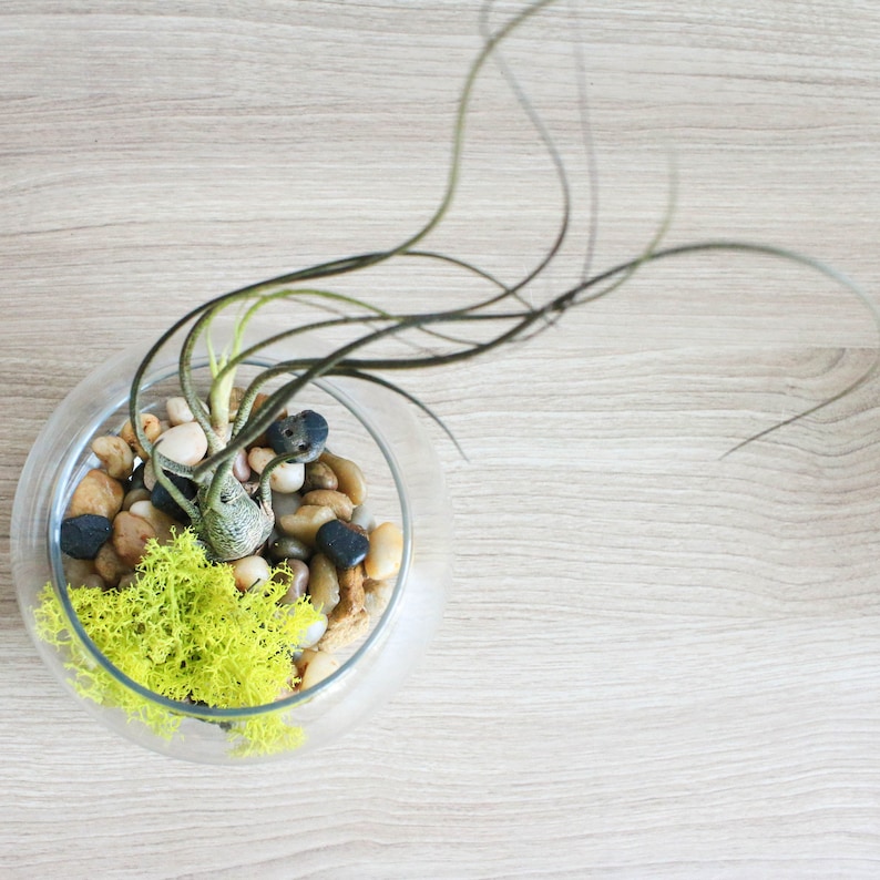 Glass Bowl Terrariums With Air Plants Juncea Etsy