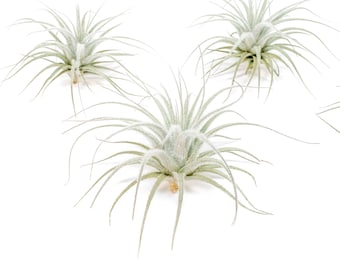 3 Pack - Tillandsia Tectorum Ecuador Air Plants - Regular Size - Fast FREE Shipping - 30 Day Guarantee - Air Plants for Sale