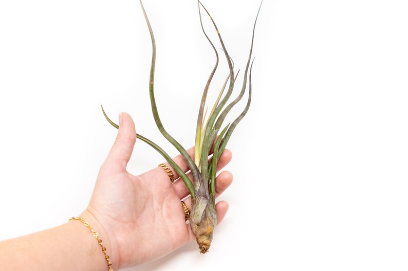 AirPlantSupply Tillandsia Baileyi Air Plant - Thumbnail 3