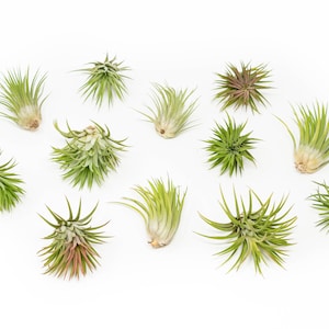 12 Air Plants Wholesale - Tillandsia Ionantha Rubra - Set of 12 Air Plants - Fast FREE Shipping - 30 Day Guarantee - Air Plants Bulk