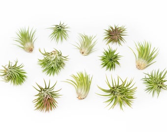 12 Tillandsia Ionantha Rubra Air Plants - Bulk Price - 30 Day Guarantee