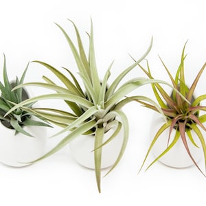 3 Mini White Ceramic Hanging Vases with Tillandsia Air Plants - Fast FREE Shipping - 30 Day Guarantee