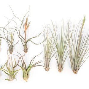 Packs of 25, 50, 75, or 100 - Air Plants Wholesale - Long & Lovely Collection - Fast FREE Shipping - 30 Day Guarantee - Air Plants Bulk