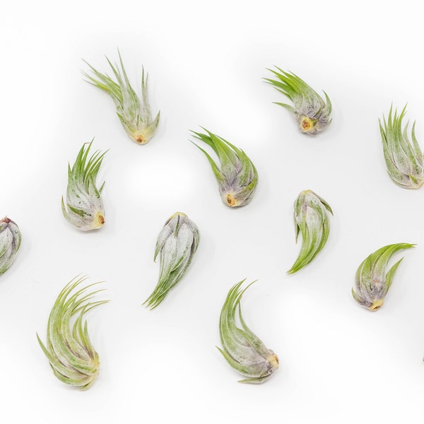 Packs of 25, 50, 75, or 100 - Air Plants Wholesale - Ionantha Scaposa (Kolbii) - Fast FREE Shipping - 30 Day Guarantee - Air Plants Bulk