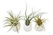 Hanging Air Plant Container - 3 Large Ivory Ceramic Vases with Air Plants - Fast FREE Shipping - 30 Day Guarantee - Air Plant Holder 