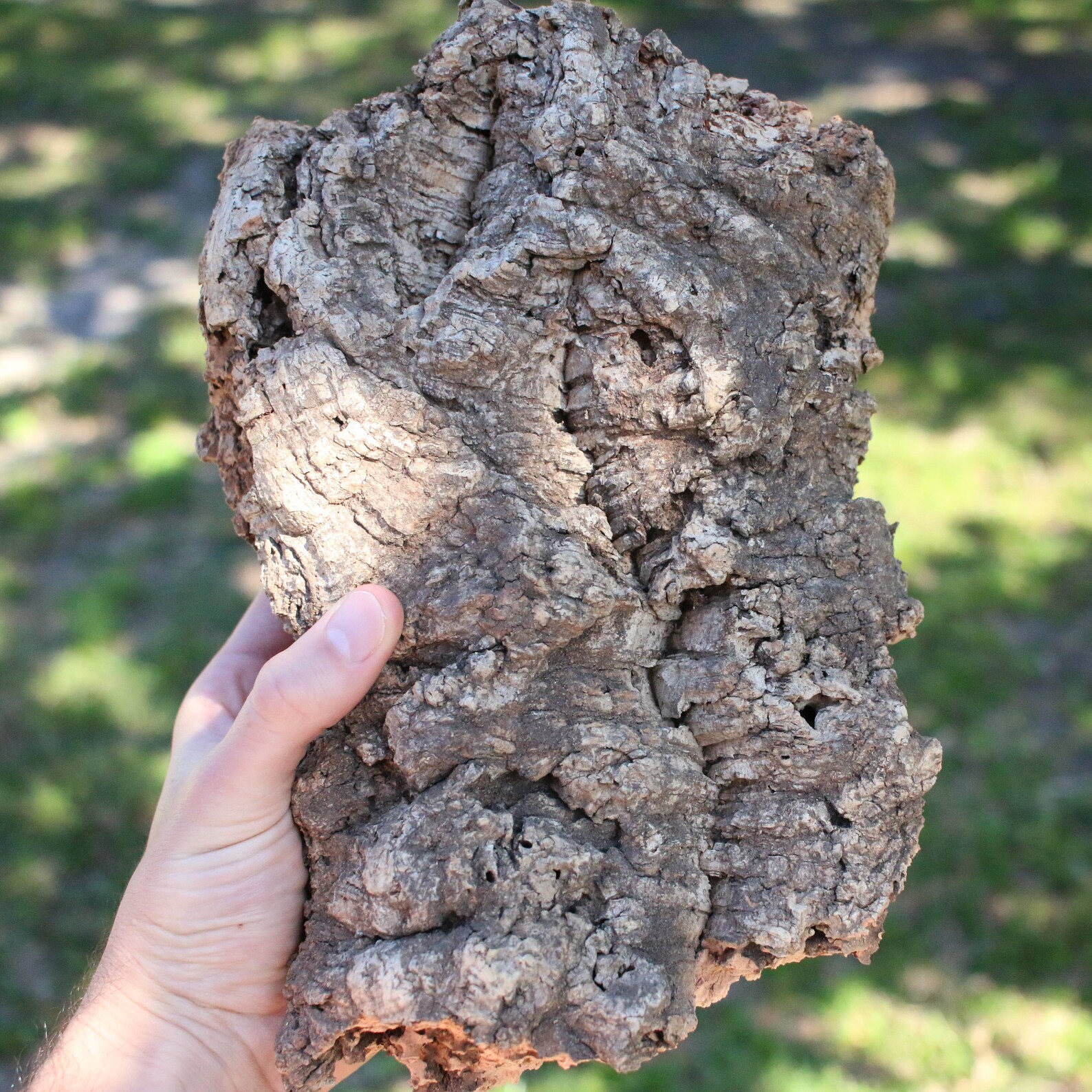 24 Lbs Virgin Cork Bark Slabs for Tillandsia & Bromeliads Etsy Australia