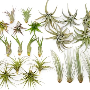 Packs of 25, 50, 75, or 100 - Air Plants Wholesale - The Elegant Collection - Fast FREE Shipping - 30 Day Guarantee - Air Plants Bulk