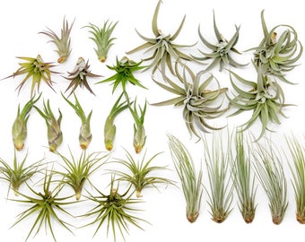 Packs of 25, 50, 75, or 100 - Air Plants Wholesale - The Elegant Collection - Fast FREE Shipping - 30 Day Guarantee - Air Plants Bulk