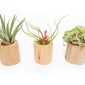 12 Driftwood Containers & Tillandsia Air Plants - Bulk Price - 30 Day Guarantee