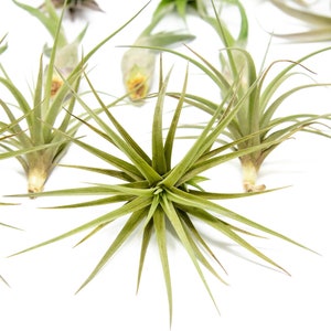 12 Air Plants Wholesale The Elegant Collection Set of 12 Air Plants Fast FREE Shipping 30 Day Guarantee Air Plants Bulk image 5