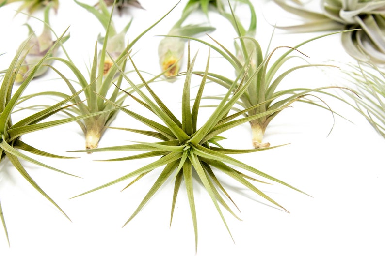 12 Air Plants Wholesale The Elegant Collection Set of 12 Air Plants Fast FREE Shipping 30 Day Guarantee Air Plants Bulk image 5