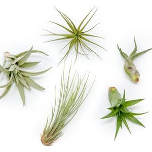 12 Air Plants Wholesale The Elegant Collection Set of 12 Air Plants Fast FREE Shipping 30 Day Guarantee Air Plants Bulk image 1