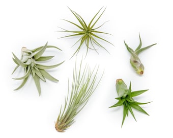12 Elegant Tillandsia Air Plants - Bulk Price - 30 Day Guarantee