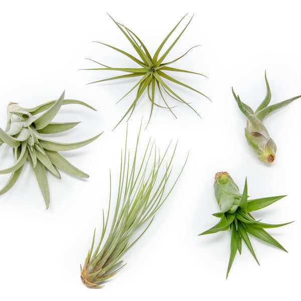 12 Air Plants Wholesale - The Elegant Collection - Set of 12 Air Plants - Fast FREE Shipping - 30 Day Guarantee - Air Plants Bulk