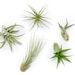 see more listings in the Bulk Air Plants section