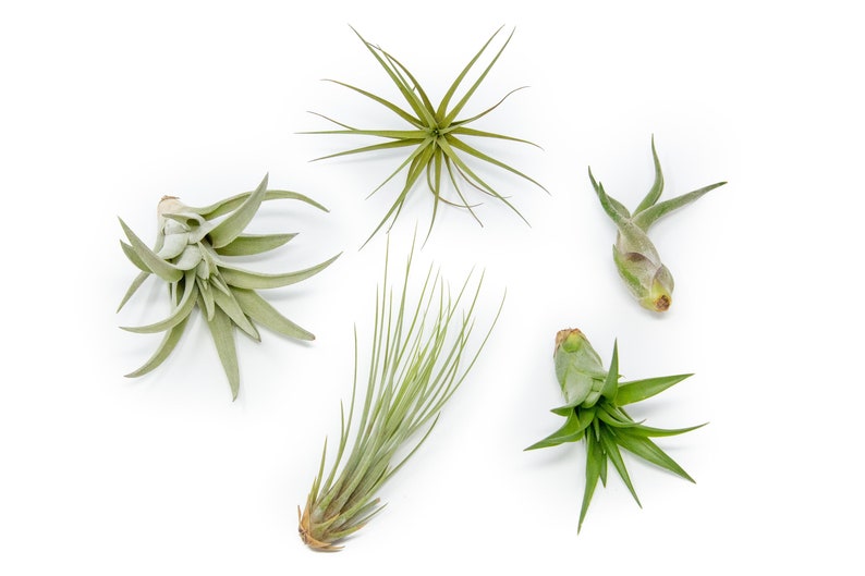 12 Air Plants Wholesale The Elegant Collection Set of 12 Air Plants Fast FREE Shipping 30 Day Guarantee Air Plants Bulk image 1