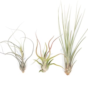 12 Air Plants Wholesale - Long & Lovely Collection - Set of 12 Air Plants - Fast FREE Shipping - 30 Day Guarantee - Air Plants Bulk
