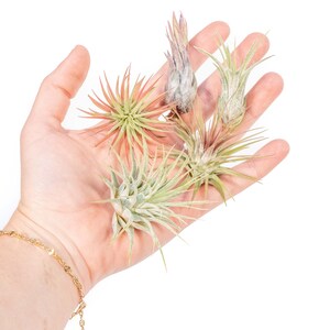 May include: A hand holding four air plants, one is green, one is pink, and two are a mix of green and pink.