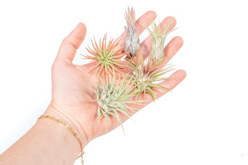 May include: A hand holding four air plants, one is green, one is pink, and two are a mix of green and pink.