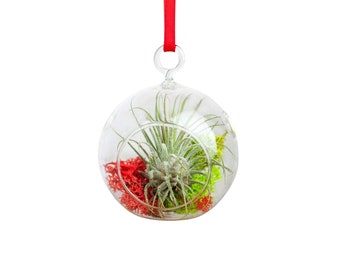 Mini Jolly Ornament with Tillandsia Ionantha Air Plant - Wonderful Glass Terrariums -  FREE Shipping - 30 Day Guarantee- Air Plants for Sale