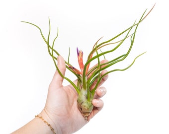 5 Pack - Large Air Plants - Bulbosa Belize - BIG 6 to 8 Inch Plants - Fast FREE Shipping - 30 Day Guarantee - Air Plants for Sale