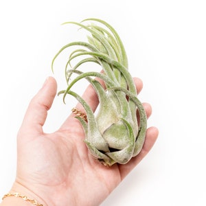 5 Pack - Air Plant - Seleriana Air Plants - Set of 5 -  Fast FREE Shipping - 30 Day Guarantee - Air Plants for Sale