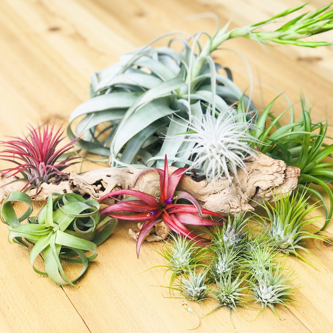 48 Air Plants Wholesale ReSeller Pack Set of 33 Large Etsy